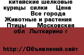 китайские шелковые курицы (силки) › Цена ­ 2 500 - Все города Животные и растения » Птицы   . Московская обл.,Лыткарино г.